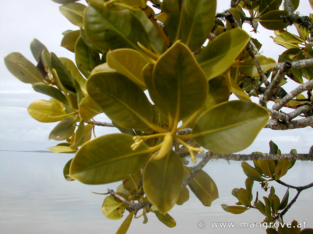 Rhizophora stylosa flowers